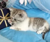 ミヌエット(長足)【愛知県・女の子・2024年12月19日・シルバーパッチドタビー&ホワイト】の写真11