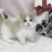 マンチカン(短足)【愛知県・男の子・2025年9月10日・クリーム&ホワイト】の写真6