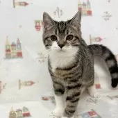 スコティッシュフォールド(立ち耳)【愛知県・男の子・2025年7月28日・ブラウンタビー&ホワイト】の写真6