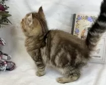 ミヌエット(長足)【愛知県・男の子・2025年1月9日・ブラウンタビー】の写真5