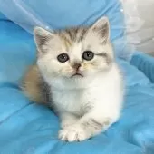 ミヌエット(長足)【愛知県・女の子・2024年12月19日・シルバーパッチドタビー&ホワイト】の写真12