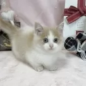 マンチカン(短足)【愛知県・男の子・2025年9月10日・クリーム&ホワイト】の写真7