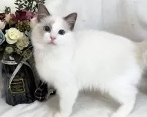 ラグドール【愛知県・女の子・2024年9月18日・ブルーポイントバイカラー】の写真5