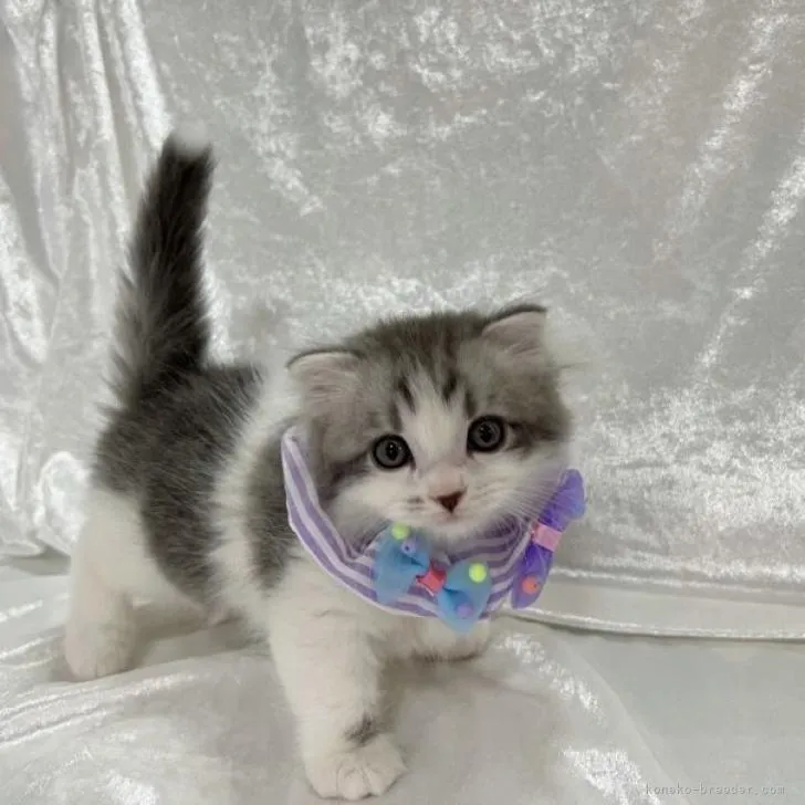 ID:2302-01612の子猫