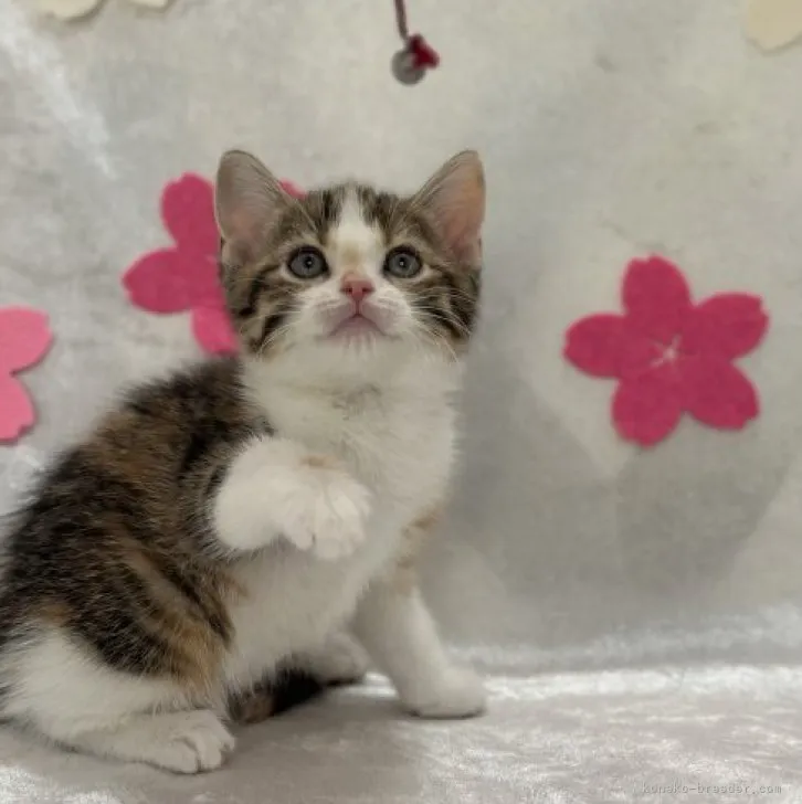 ID：2305-01439の子猫