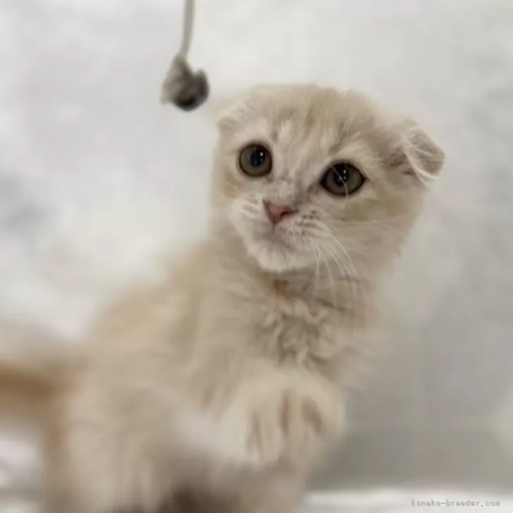 ID：2408-00879の子猫