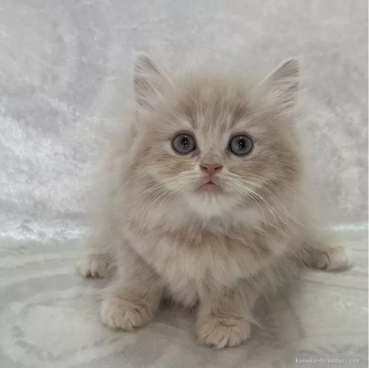 ID:2403-02727の子猫