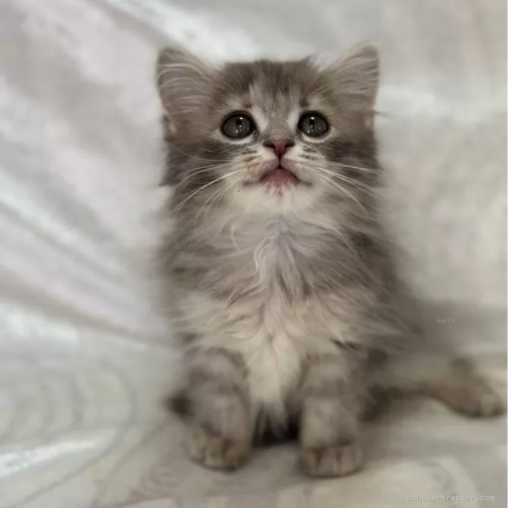 ID：2404-01530の子猫