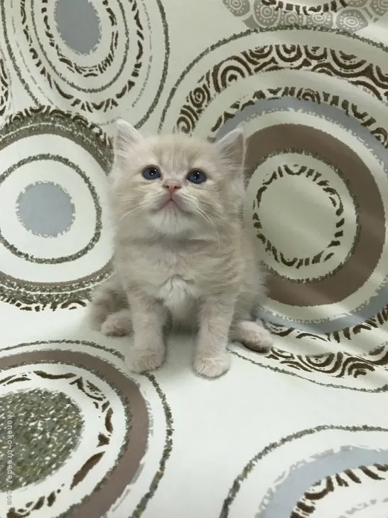 ID:2110-01462の子猫