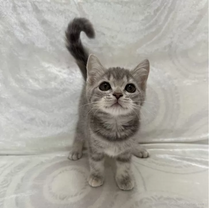 ID：2405-01405の子猫