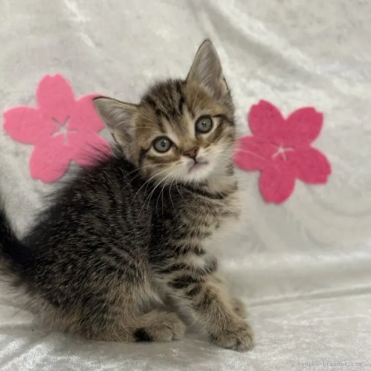 ID：2307-03256の子猫
