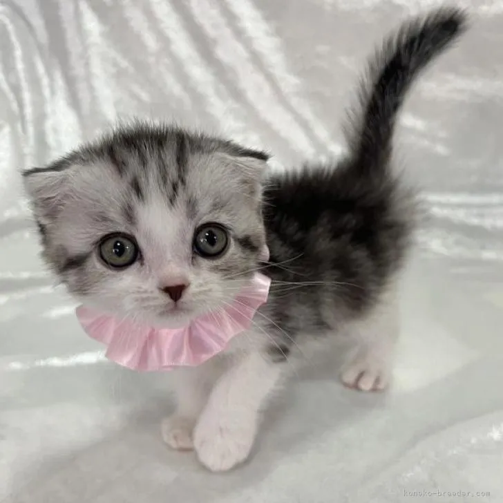 ID:2301-00970の子猫
