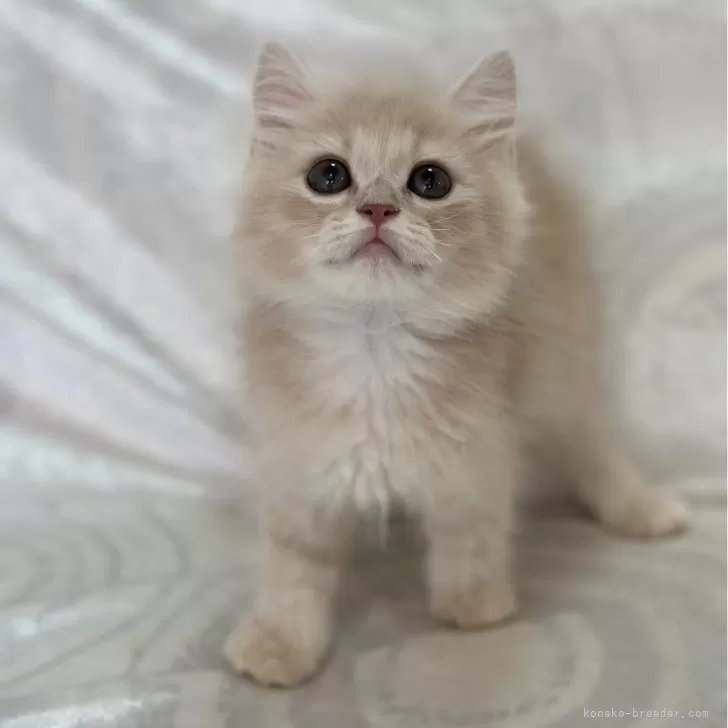 ID:2404-01533の子猫