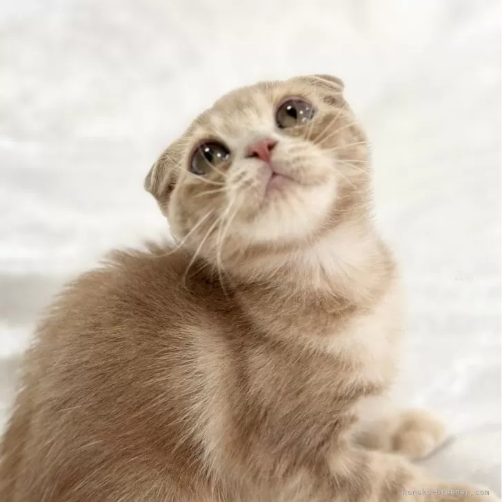 ID:2409-01635の子猫