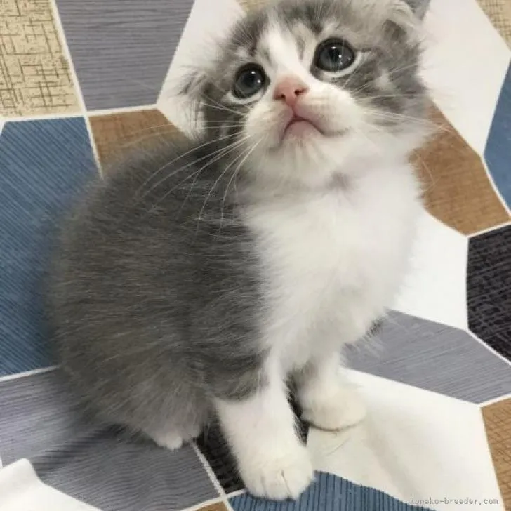 ID：2207-01320の子猫