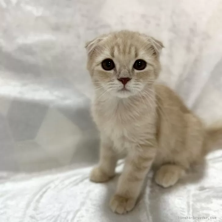 ID:2408-01688の子猫