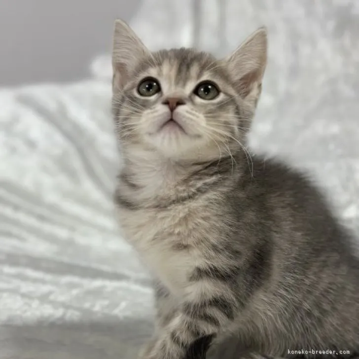 ID:2307-03259の子猫