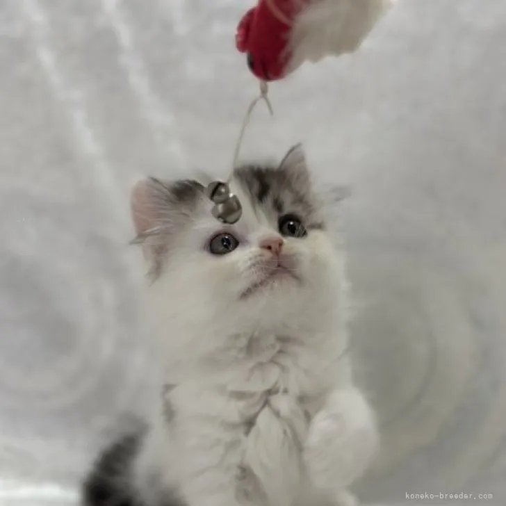 ID：2308-01995の子猫