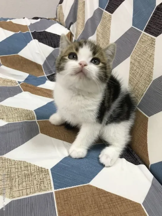ID:2204-01450の子猫
