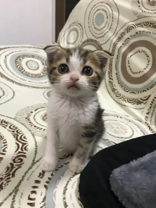 ID:2109-00487の子猫