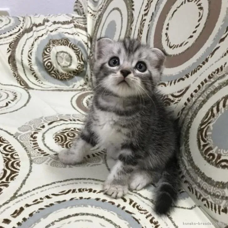 ID:2210-00692の子猫