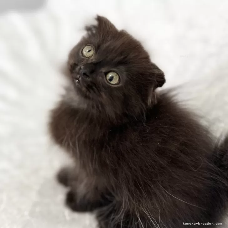 ID:2409-00420の子猫