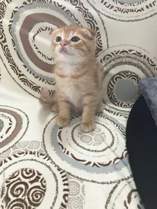 ID:2109-00477の子猫