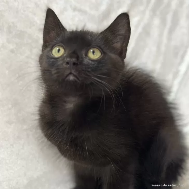 ID:2403-01457の子猫