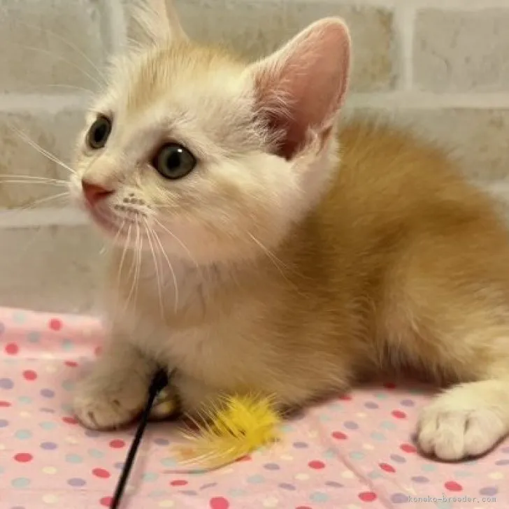 ID:2307-02430の子猫