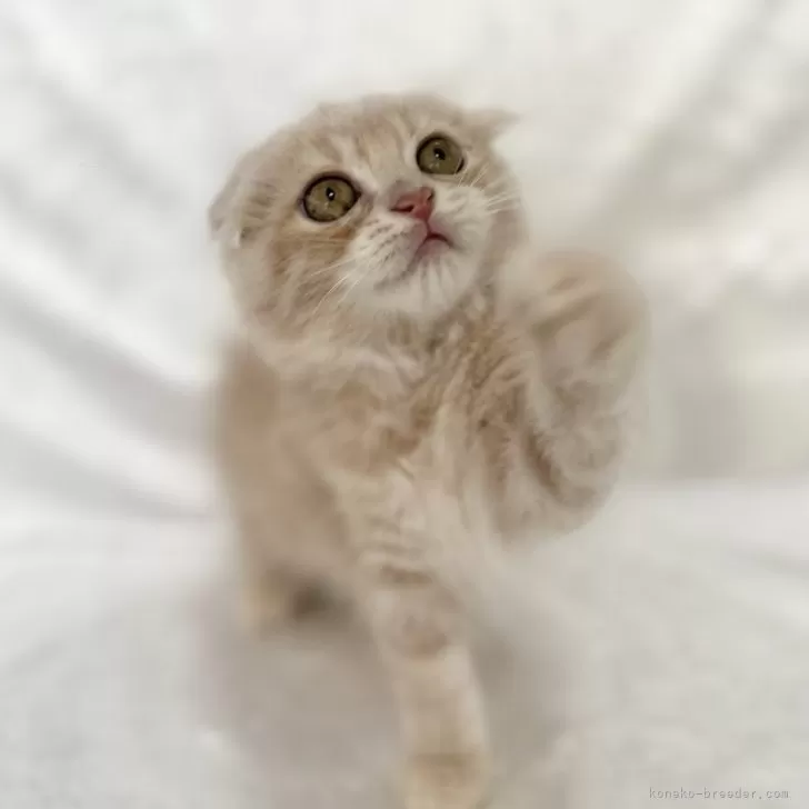 ID:2409-00418の子猫