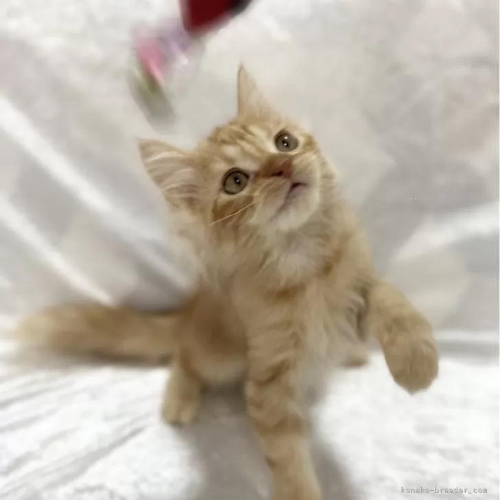 ID:2411-00829の子猫