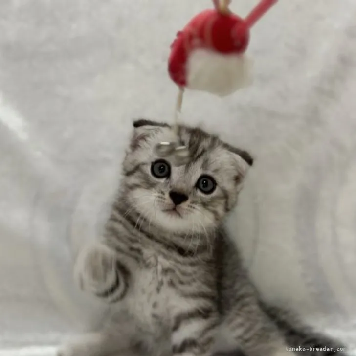 ID:2308-01993の子猫