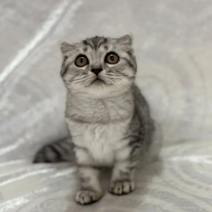 ID：2308-01104の子猫