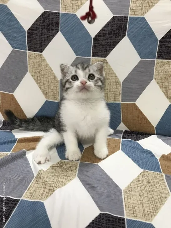 ID:2204-01449の子猫