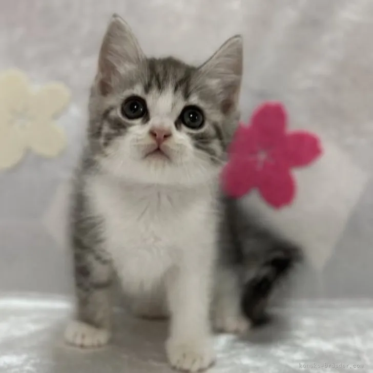 ID:2304-00749の子猫