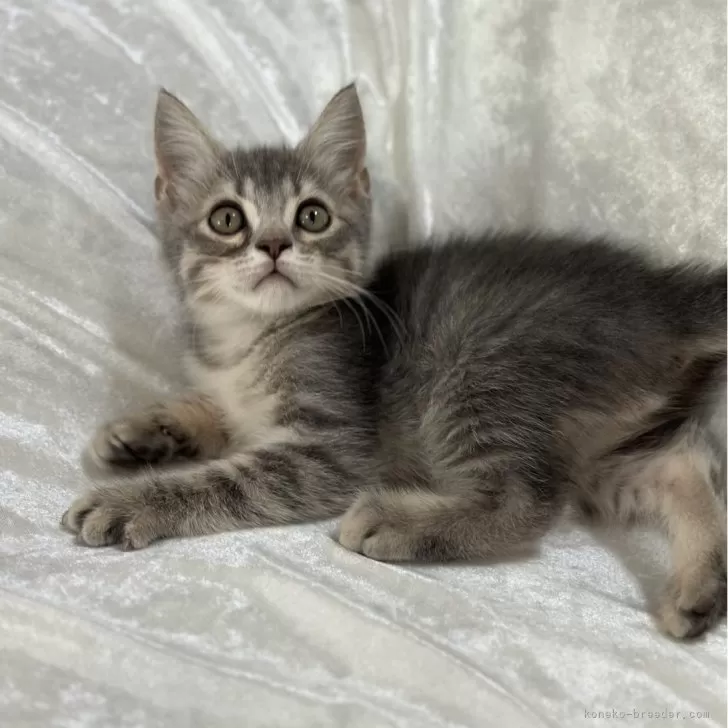 ID:2404-03475の子猫