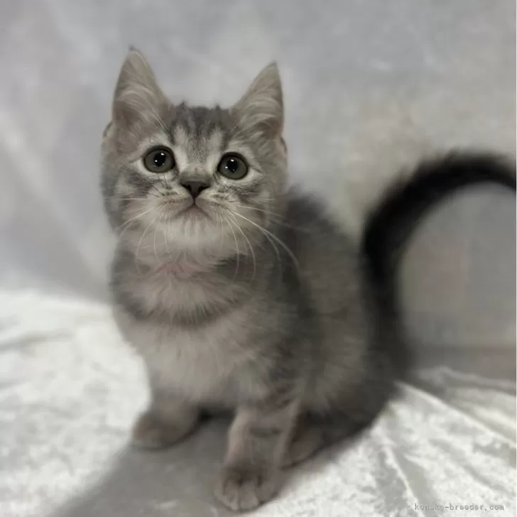 ID：2312-02809の子猫