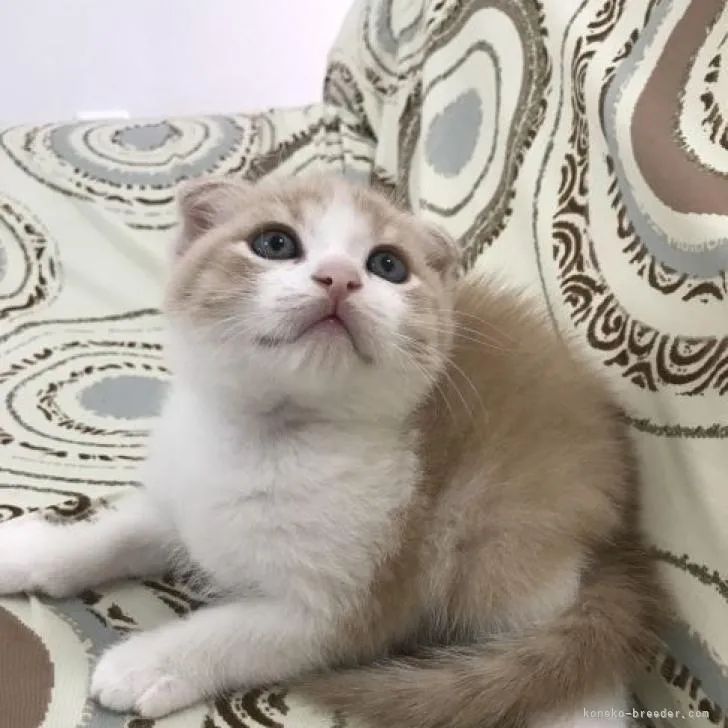ID:2208-01308の子猫