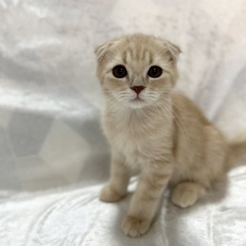 スコティッシュフォールド(折れ耳)【兵庫県・男の子・2024年7月4日・クリームタビー&ホワイト】の写真「💖かわいい男の子💖」