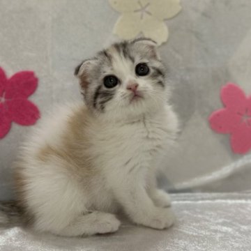 スコティッシュフォールド(折れ耳)【兵庫県・女の子・2023年3月30日・キャリコ】の写真「とってもかわいい女の子💕」