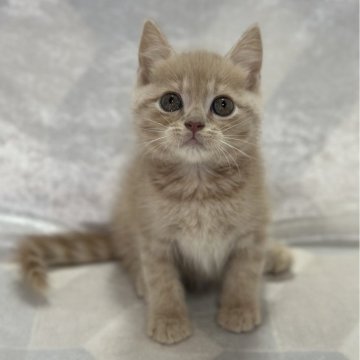 スコティッシュフォールド(立ち耳)【兵庫県・男の子・2023年11月9日・クリームタビー】の写真「かわいい男の子💕」