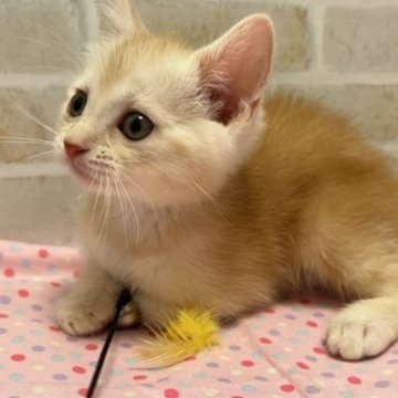 スコティッシュフォールド(立ち耳)【兵庫県・男の子・2023年6月8日・レッドタビー】の写真「かわいい男の子💕」