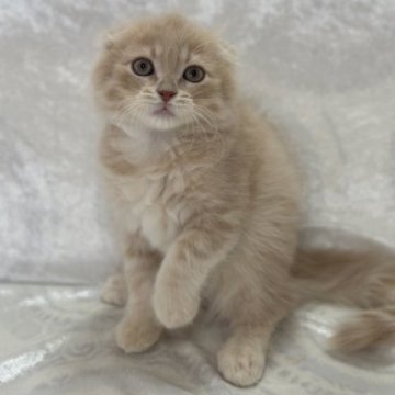 スコティッシュフォールド(折れ耳)【兵庫県・男の子・2023年8月24日・クリームタビー】の写真「とってもかわいい男の子💕」