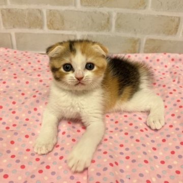 スコティッシュフォールド(折れ耳)【兵庫県・女の子・2023年6月8日・キャリコ】の写真「とってもかわいい女の子💕」