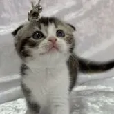 スコティッシュフォールド(折れ耳)【兵庫県・女の子・2023年9月21日・キャリコ】の写真1