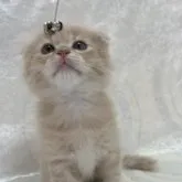 スコティッシュフォールド(折れ耳)【兵庫県・男の子・2023年9月7日・クリームタビー】の写真2