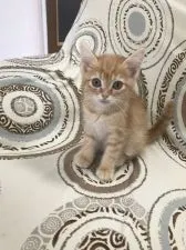 スコティッシュフォールド(立ち耳)【兵庫県・女の子・2021年8月6日・レッドタビー】の写真2