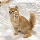 スコティッシュフォールド(立ち耳)【兵庫県・女の子・2024年8月22日・クリームタビー&ホワイト】の写真2