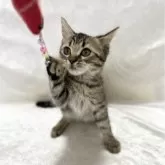 スコティッシュフォールド(立ち耳)【兵庫県・男の子・2024年9月5日・ブラウンタビー&ホワイト】の写真3