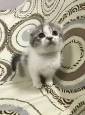 スコティッシュフォールド(折れ耳)【兵庫県・女の子・2021年11月24日・シルバータビー&ホワイト】の写真3